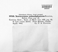 Peniophora subsulphurea image